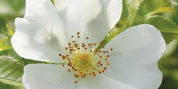 Sacred Plant Initiations, by Carole Guyett