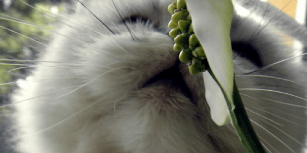 The Subjectivity of Experience smell it by KathrynFierce (flickr)