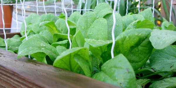 Spinach, photo by Jess