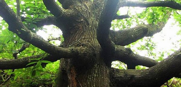 Tree, photo by Romain Vallet