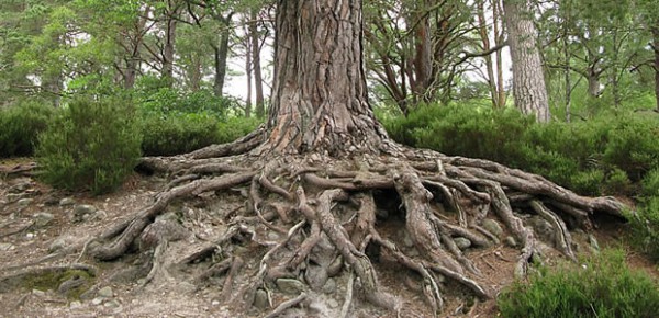 Tree roots, photo by pink fuzy rat