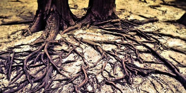 Tree roots, photo by SarahTz