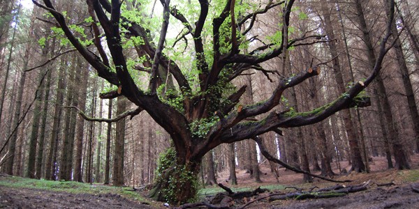 Tree, photo by subflux