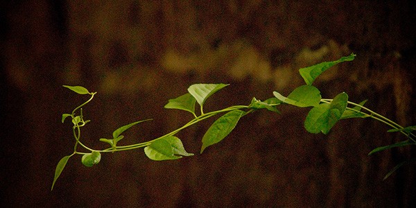 Vine, photo by Steve