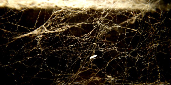 Webs, photo by William Ismael