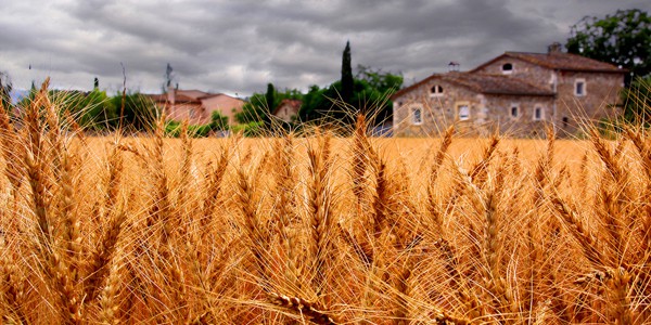 Mabon: The harvest of the autumn equinox Wheat harvest, photo by Bernat Casero