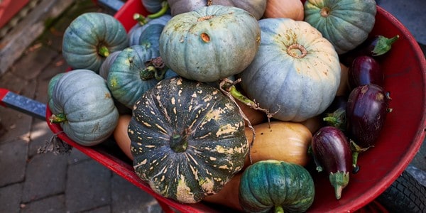 Wheel barrel squash, photo by Stephen Beaumont