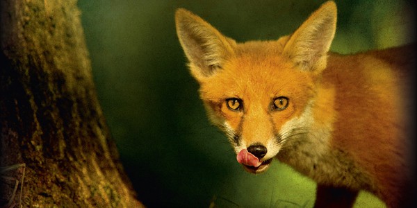 Whispers from the Earth, by Taz Thornton Whispers from the Earth, by Taz Thornton