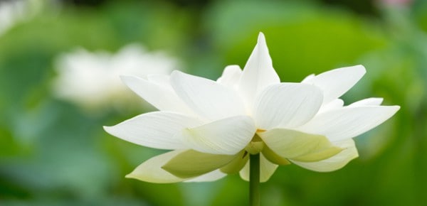 White lotus, photo by peaceful jp scenery