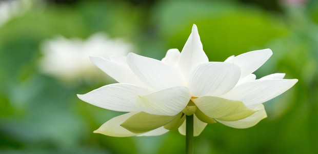 White lotus, photo by peaceful jp scenery