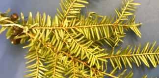 Ornamental crafts for a magical Yule Yule ornaments